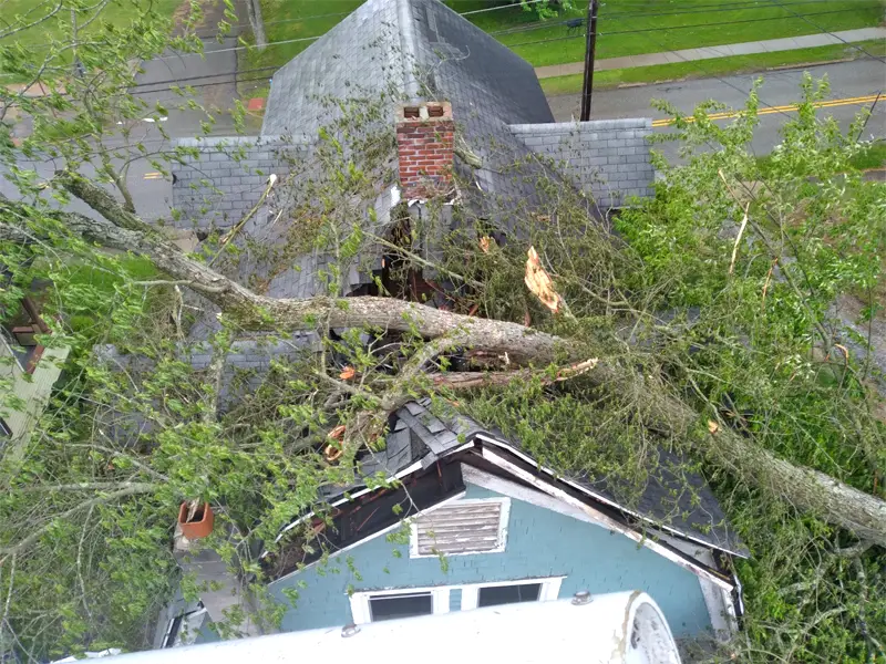 Large fallen tree resting on the roof of a house, causing visible damage to shingles and chimney. damage restoration company
